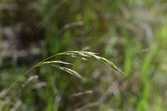 Helictotrichon convolutum