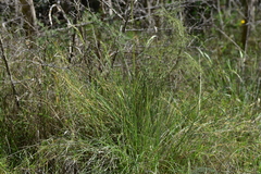 Helictotrichon convolutum