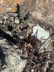 Pellaea andromedifolia