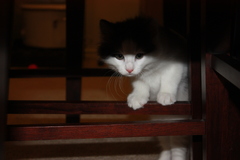 Felis catus