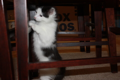 Felis catus