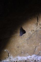 Rhinolophus hipposideros