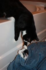 Felis catus