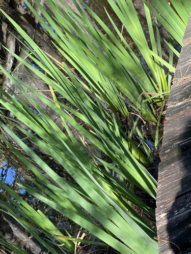 Iris pseudacorus image