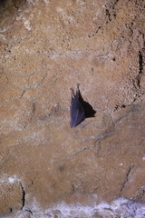 Rhinolophus hipposideros