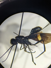 Pristaulacus fasciatus