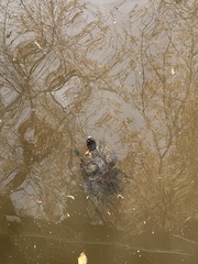 Trachemys scripta scripta