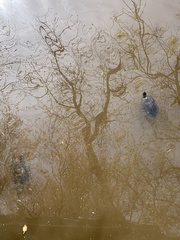 Trachemys scripta scripta