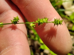Carex atlantica