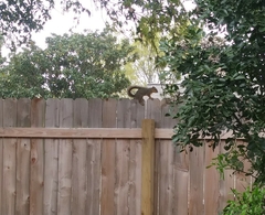 Sciurus niger