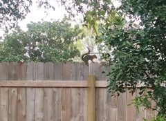 Sciurus niger