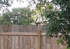 Sciurus niger