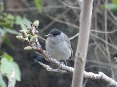 Sylvia atricapilla