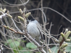 Sylvia atricapilla