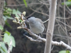 Sylvia atricapilla