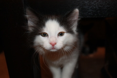 Felis catus