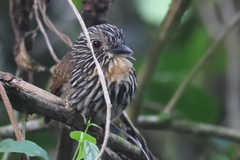 Malacoptila fulvogularis