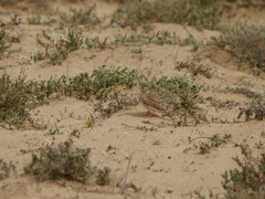 Alaudala rufescens rufescens