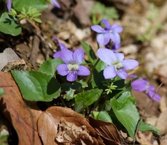 Viola septentrionalis