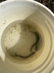 Siren lacertina