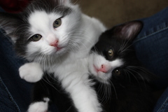 Felis catus