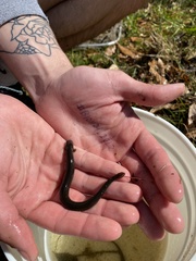 Siren lacertina