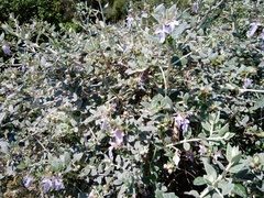 Teucrium fruticans