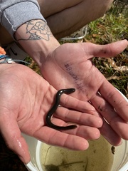 Siren lacertina