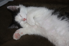 Felis catus