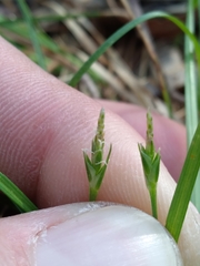 Carex willdenowii