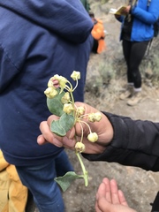 Asclepias cryptoceras davisii