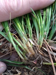 Carex willdenowii