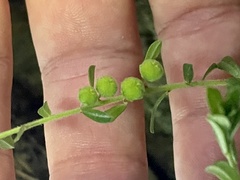 Phyllanthus hirtellus