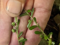 Phyllanthus hirtellus