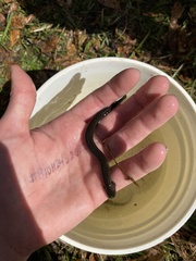 Siren lacertina