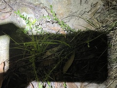 Phyllanthus hirtellus