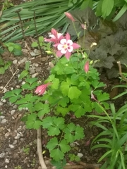 Aquilegia