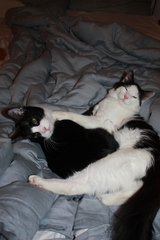 Felis catus