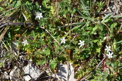 Erodium acaule