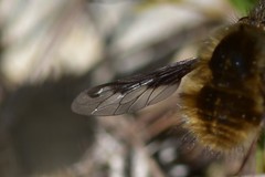 Bombylius fimbriatus