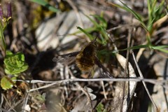 Bombylius fimbriatus