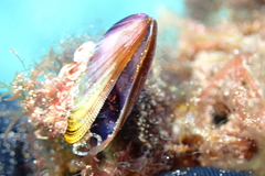Brachidontes crebristriatus