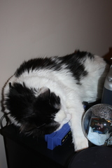 Felis catus