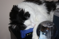 Felis catus