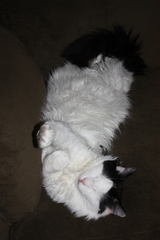 Felis catus