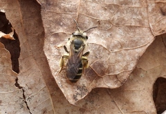 Andrena violae