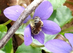 Andrena violae