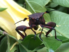 Pachylis acutangulus