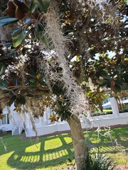 Tillandsia usneoides