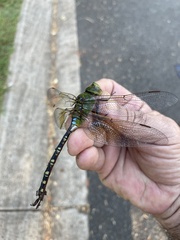 Anax gibbosulus